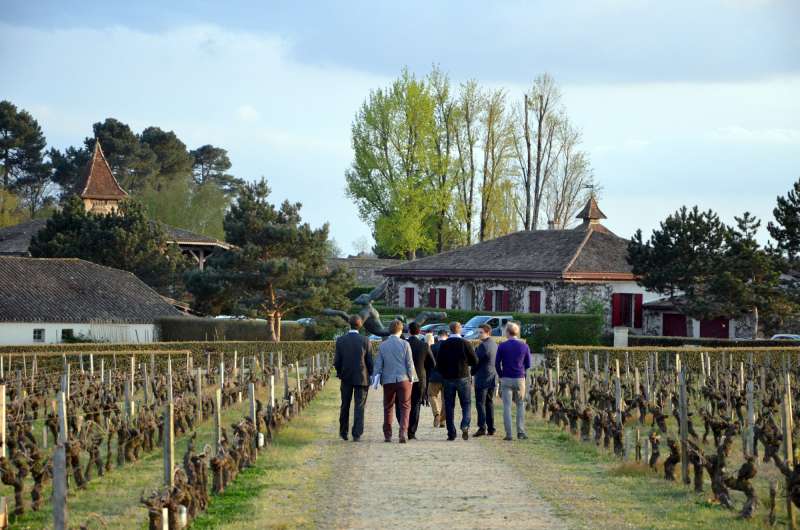 Walking through the vines at Smith Haut Lafitte