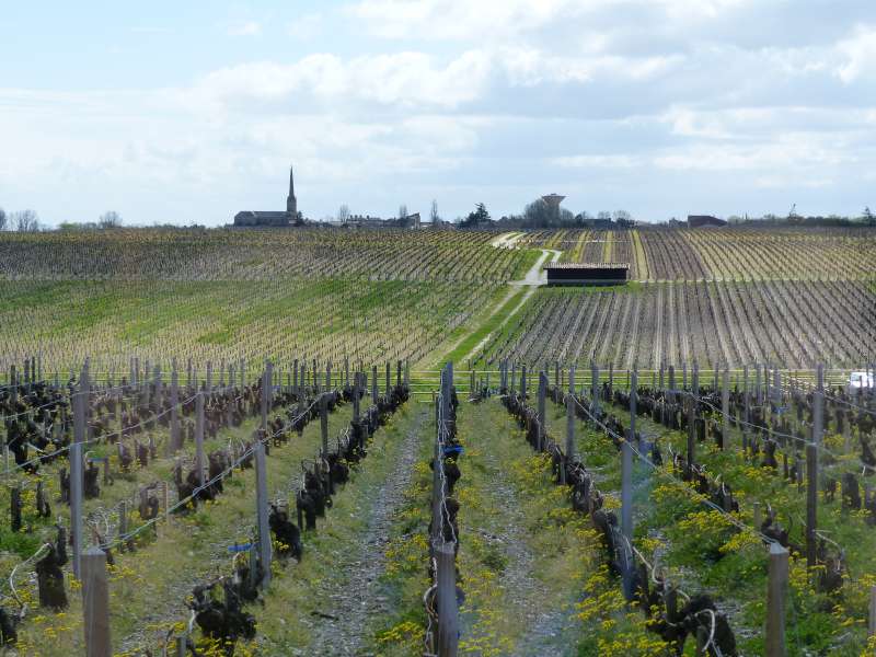 Château Latour's vines sloping down to meet those from neighbouring appellation of Saint Julien. 