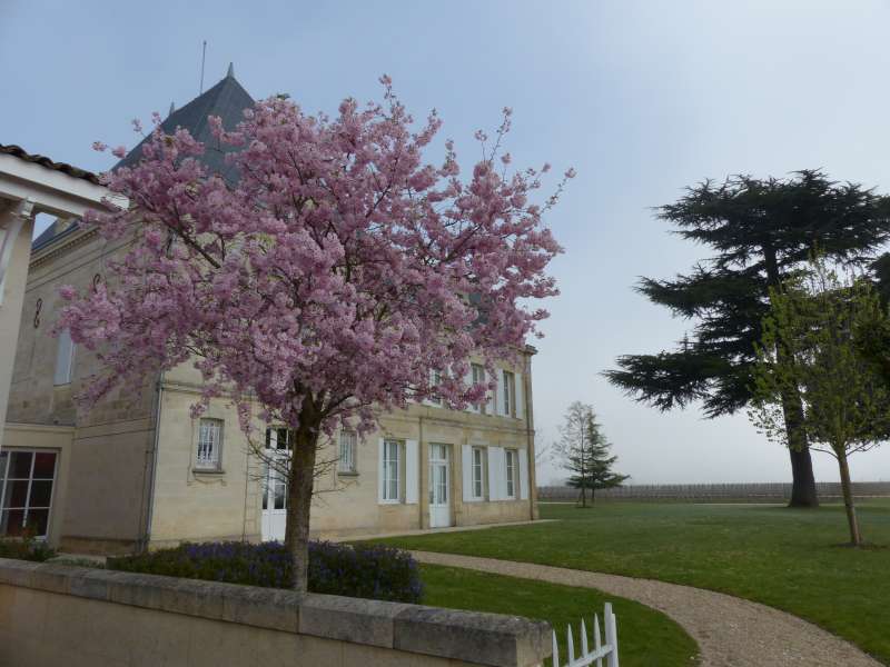 Spring blossoms at Château L'Evangile.