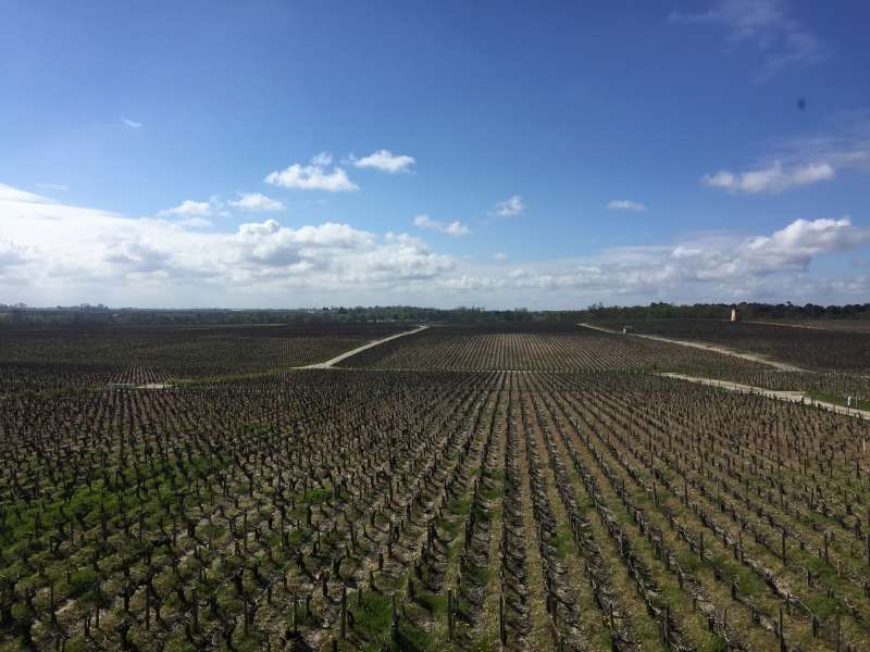 Blue skies and vines at Château Pontet Canet.